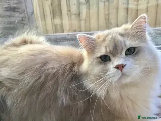 British Longhair cats **** Now Reserved **** - Advert 3