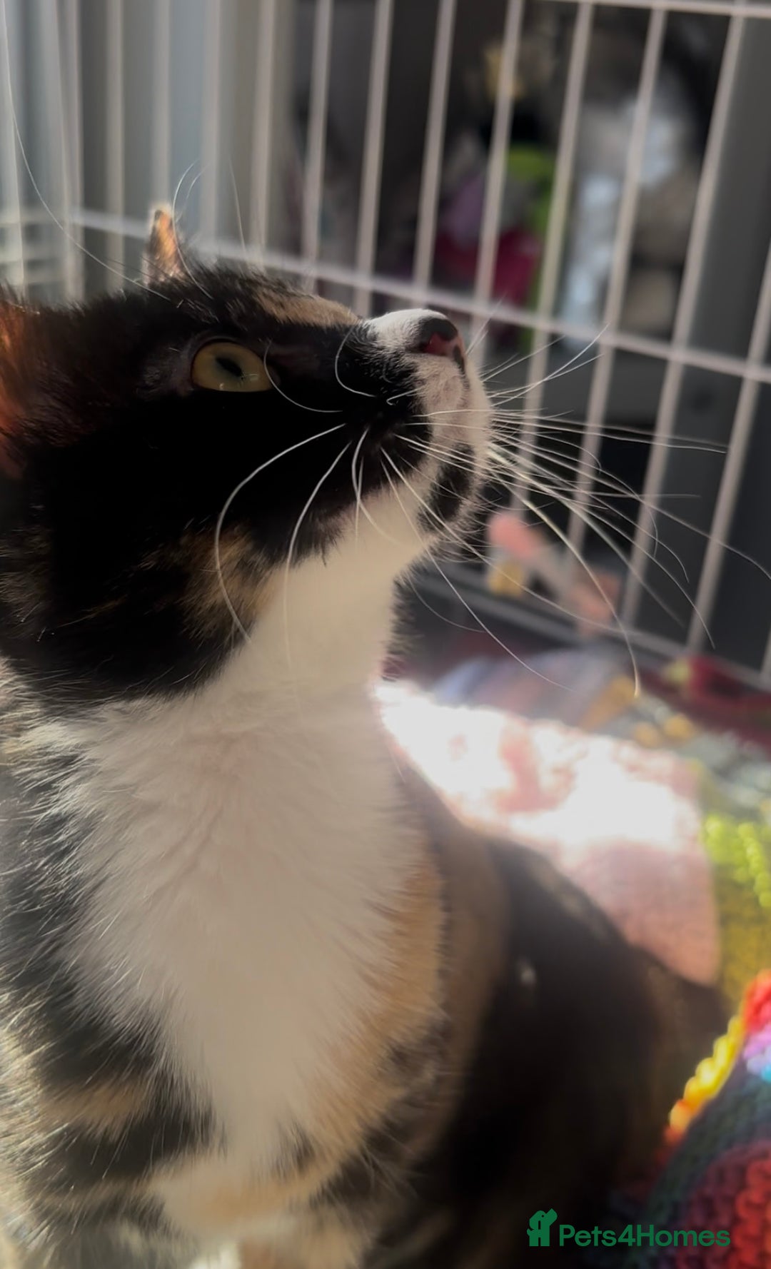 Domestic Shorthair cats for adoption: Adopt from Cats in Crisis East London  - Advert 6