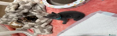 Blue Ghost Tabby Kitten🩵 RESERVED