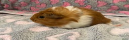 Guinea Pig rodents for sale: Beautiful Guinea pig babies  - Advert 3