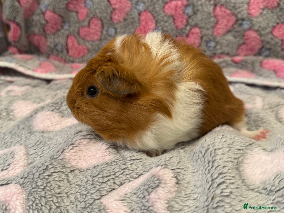 Guinea Pig rodents for sale: Beautiful Guinea pig babies  - Advert 3