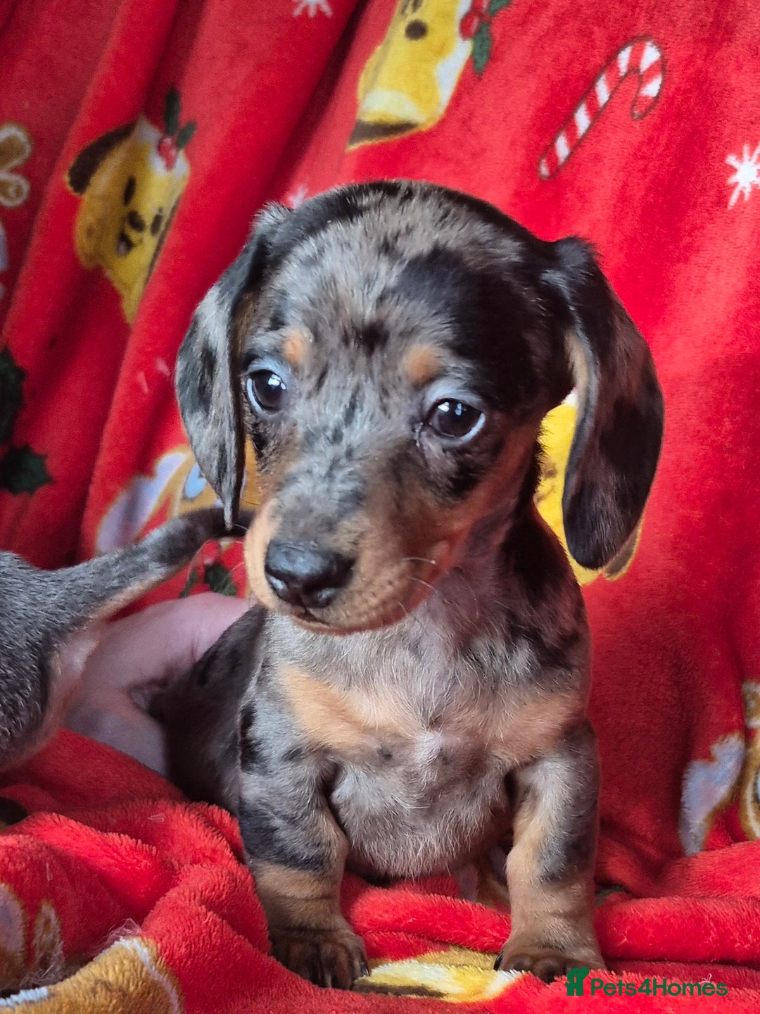 Dachshund dogs for sale: Stunning litter of dachsunds  - Advert 7