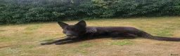 German Shepherd dogs for stud: ABEKS in Dover - Advert 4