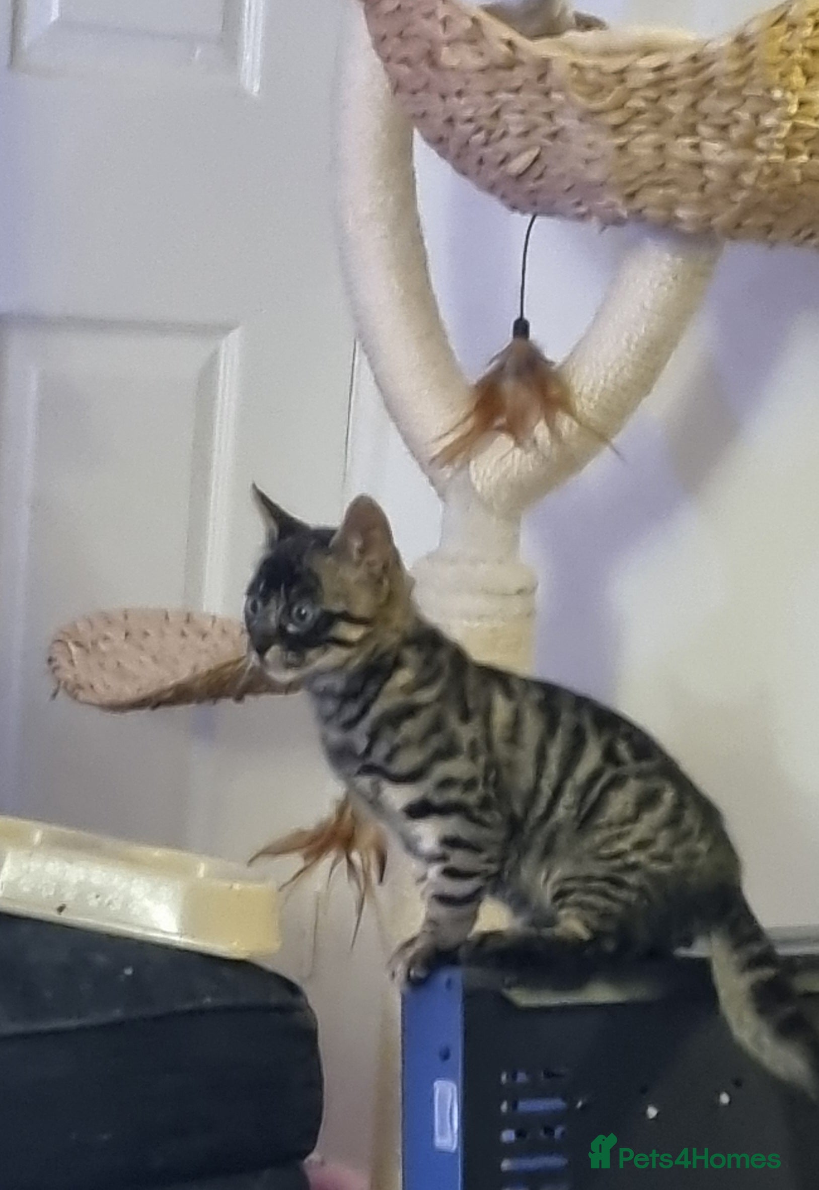 Bengal cats Purebred Bengal Male Kitten - Advert 6