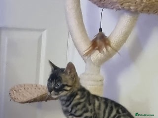 Bengal cats Purebred Bengal Male Kitten - Advert 9