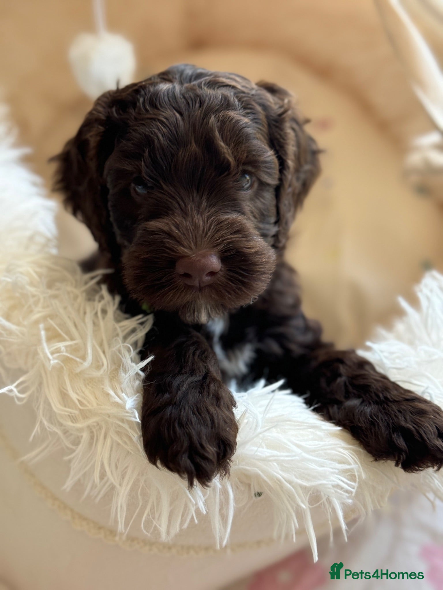 Australian Labradoodle dogs Australian labradoodle puppy Medium - Advert 7
