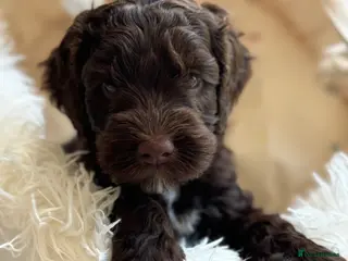 Australian Labradoodle dogs Australian labradoodle puppy Medium - Advert 7