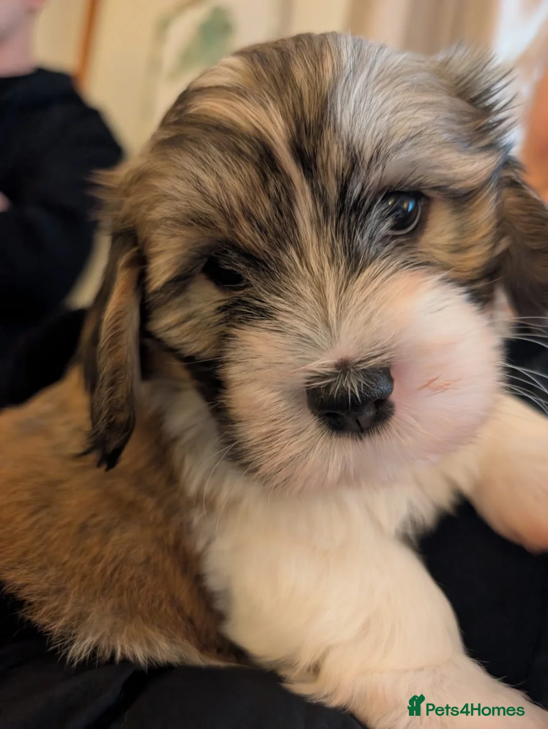 Gallery Image {{count}}