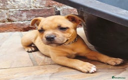 Staffordshire Bull Terrier dogs for sale: !READY NOW! KC Reg Quality Red Staffy Puppies  - Image 2