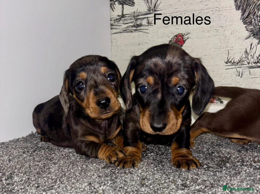 Miniature Dachshund dogs for sale: 3 Female Miniature Dachshund puppies for sale! - Advert 4