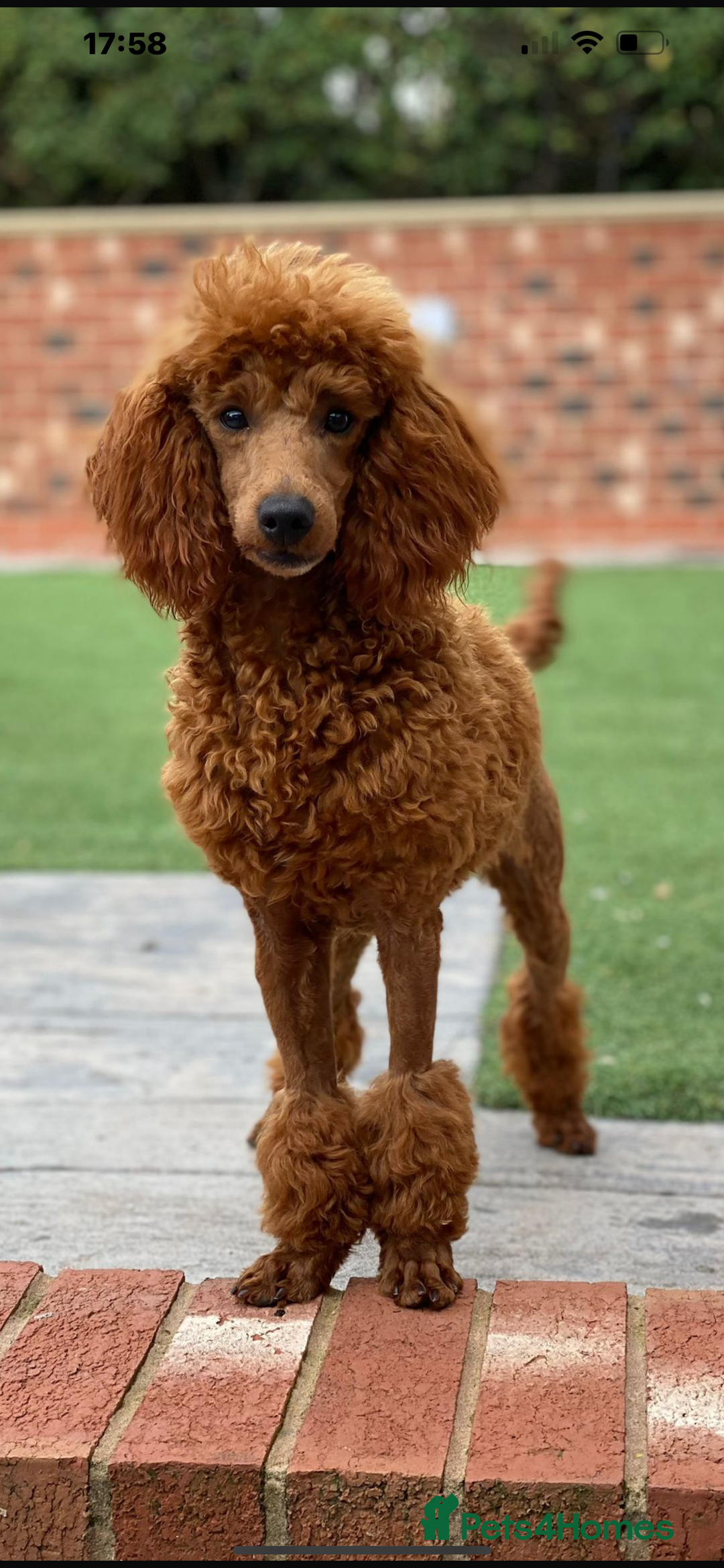 Cockapoo dogs for sale: F1 Cockapoo puppies from health tested parents  - Advert 2