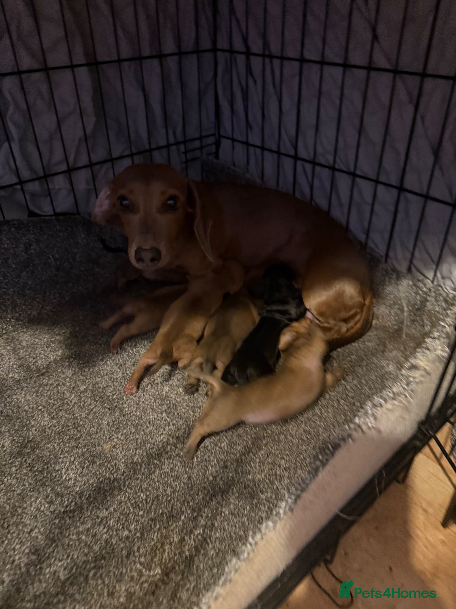 Dachshund dogs Miniature dachshund  - Advert 1