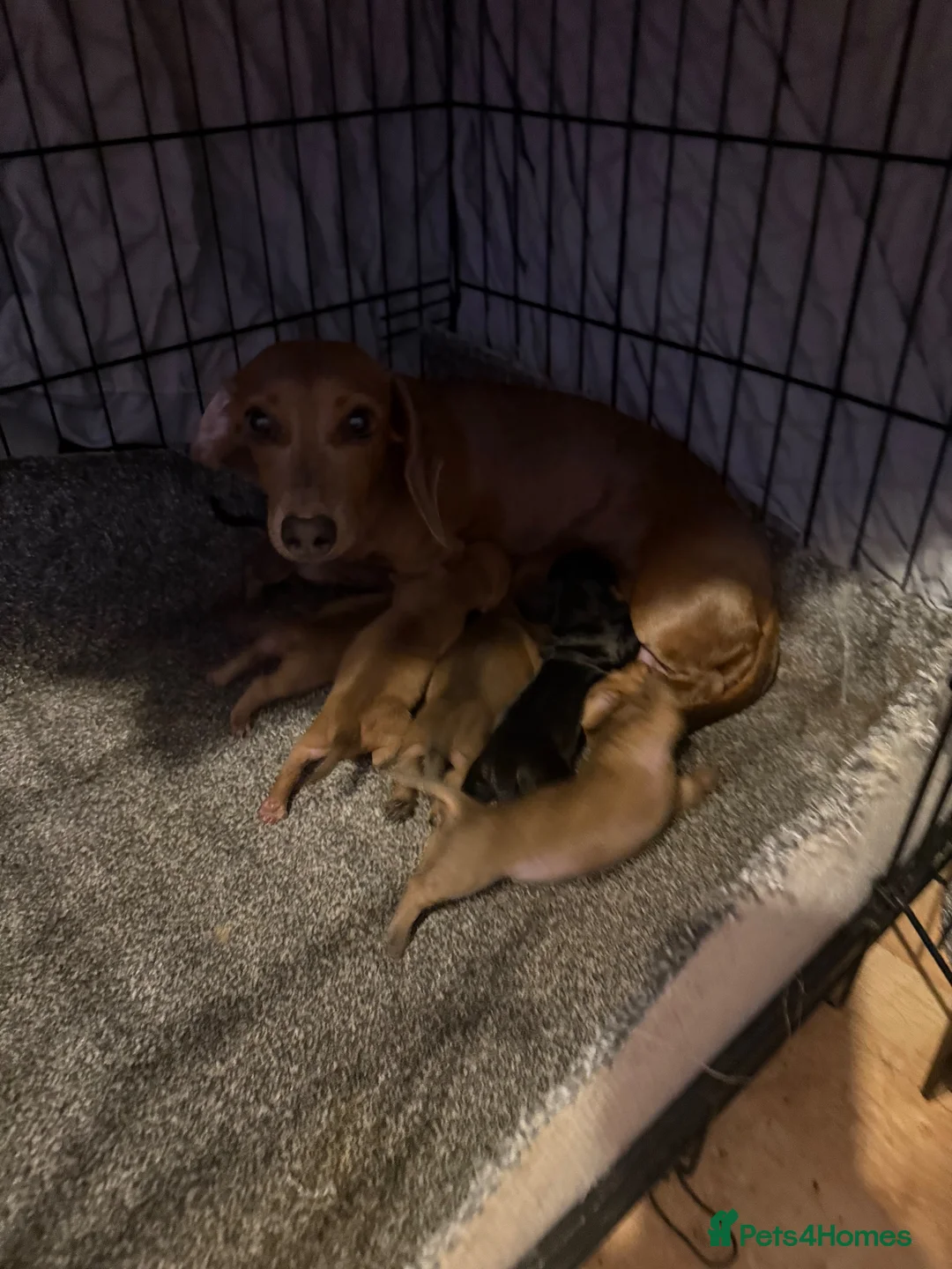 Dachshund dogs for sale: Miniature dachshund  - Advert 2