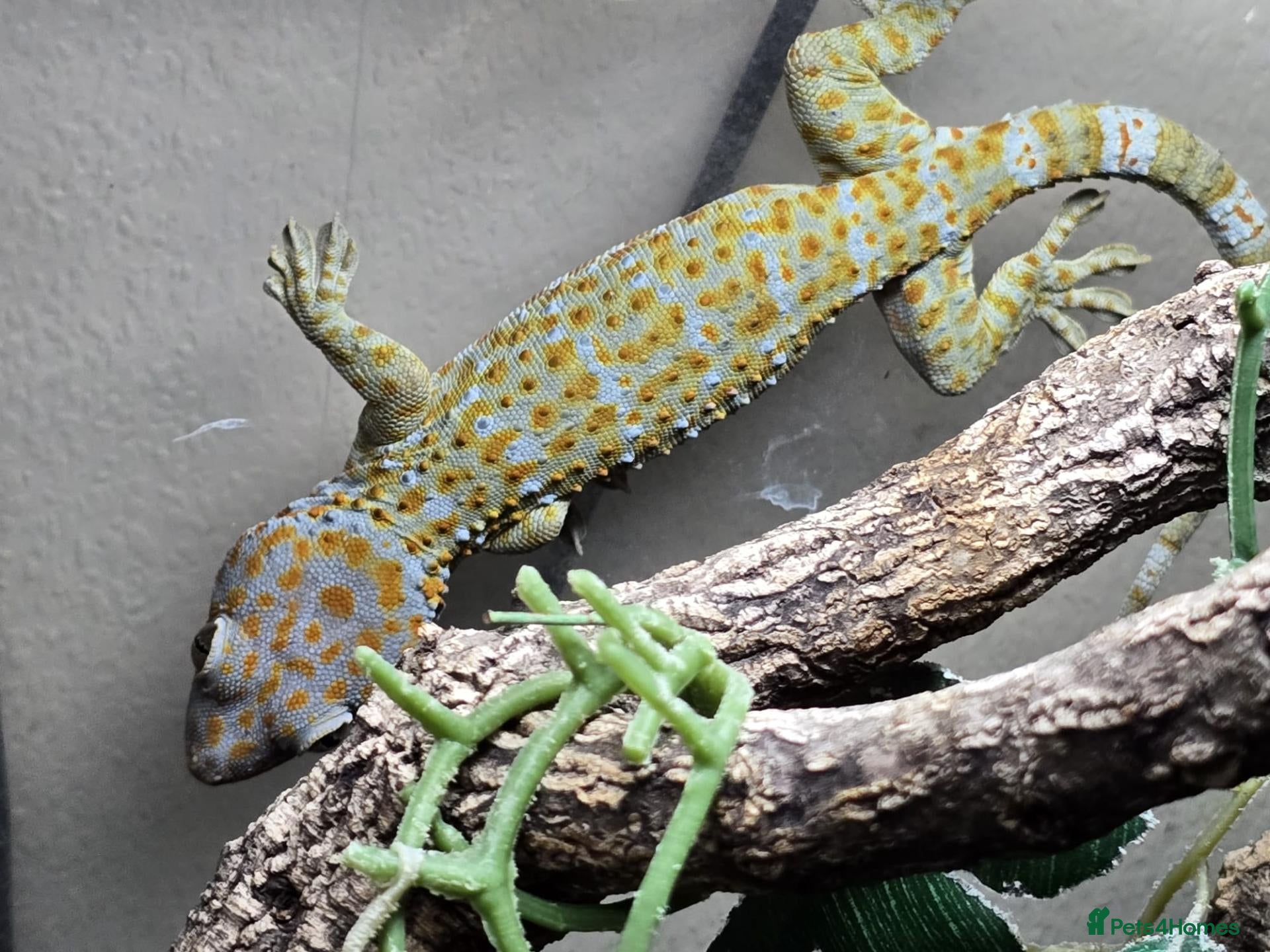 Gecko reptiles Tokay female  - Advert 1