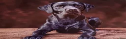 Labrador Retriever dogs for stud: Stunning PROVEN black lab for stud. - Advert 1