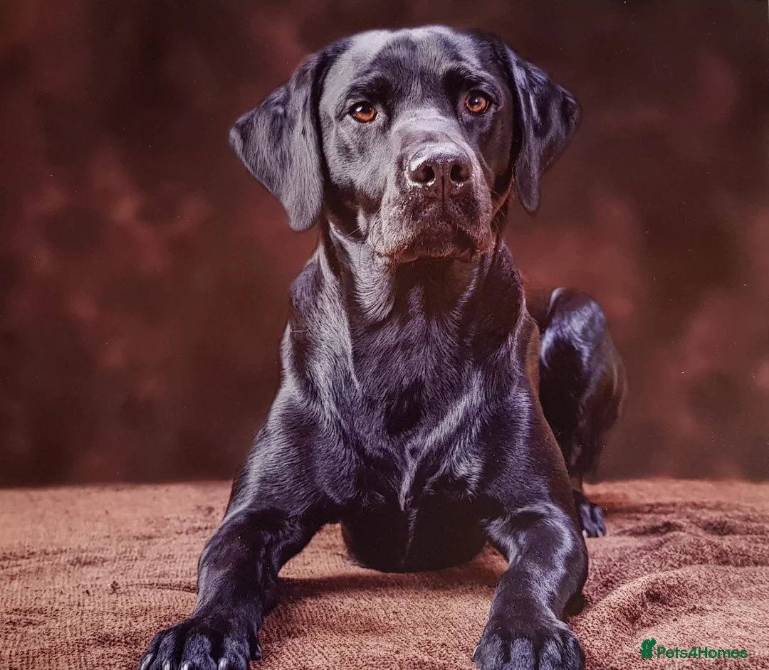 Labrador Retriever dogs for stud: Stunning PROVEN black lab for stud. - Advert 1