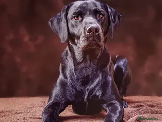 Labrador Retriever dogs Stunning PROVEN black lab for stud. - Advert 2