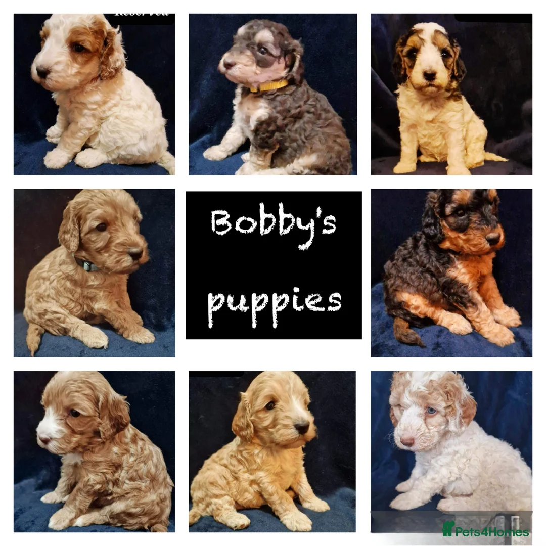 Cockapoo dogs for stud: Extensively DNA tested, experienced Sable Cockapoo in Wrexham - Advert 5