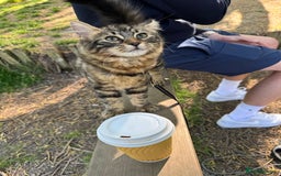 Domestic Shorthair cats for sale: FREE - 2 sweet cats to be rehomed  - Image 8