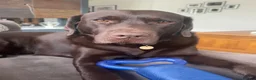 Labrador Retriever dogs for sale: KC registered chocolate Labrador puppies 🐾  - Advert 3