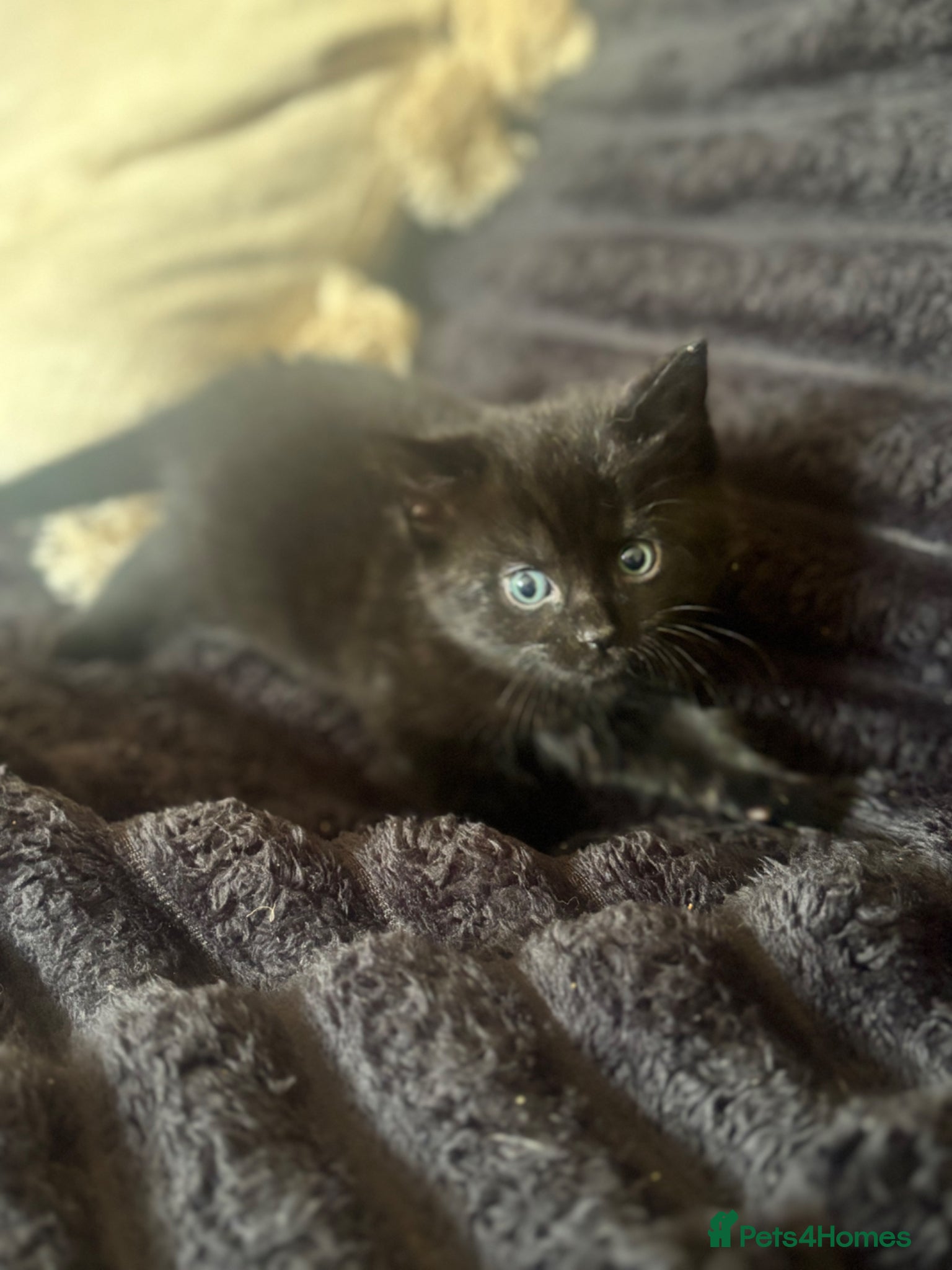Mixed Breed cats Beautiful Black female kitten with blue eyes  - Advert 4