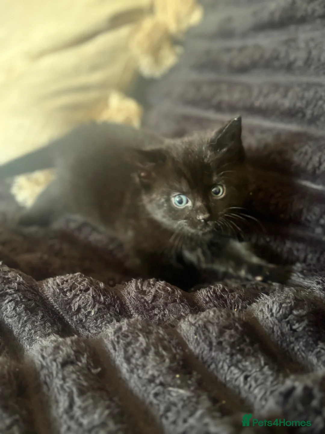 Mixed Breed cats for sale: Beautiful Black female kitten with blue eyes  - Advert 1