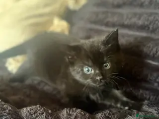 Mixed Breed cats Beautiful Black female kitten with blue eyes - Advert 1