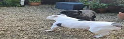 Mixed Breed dogs for sale: Cane corso x American bully puppies - Advert 14