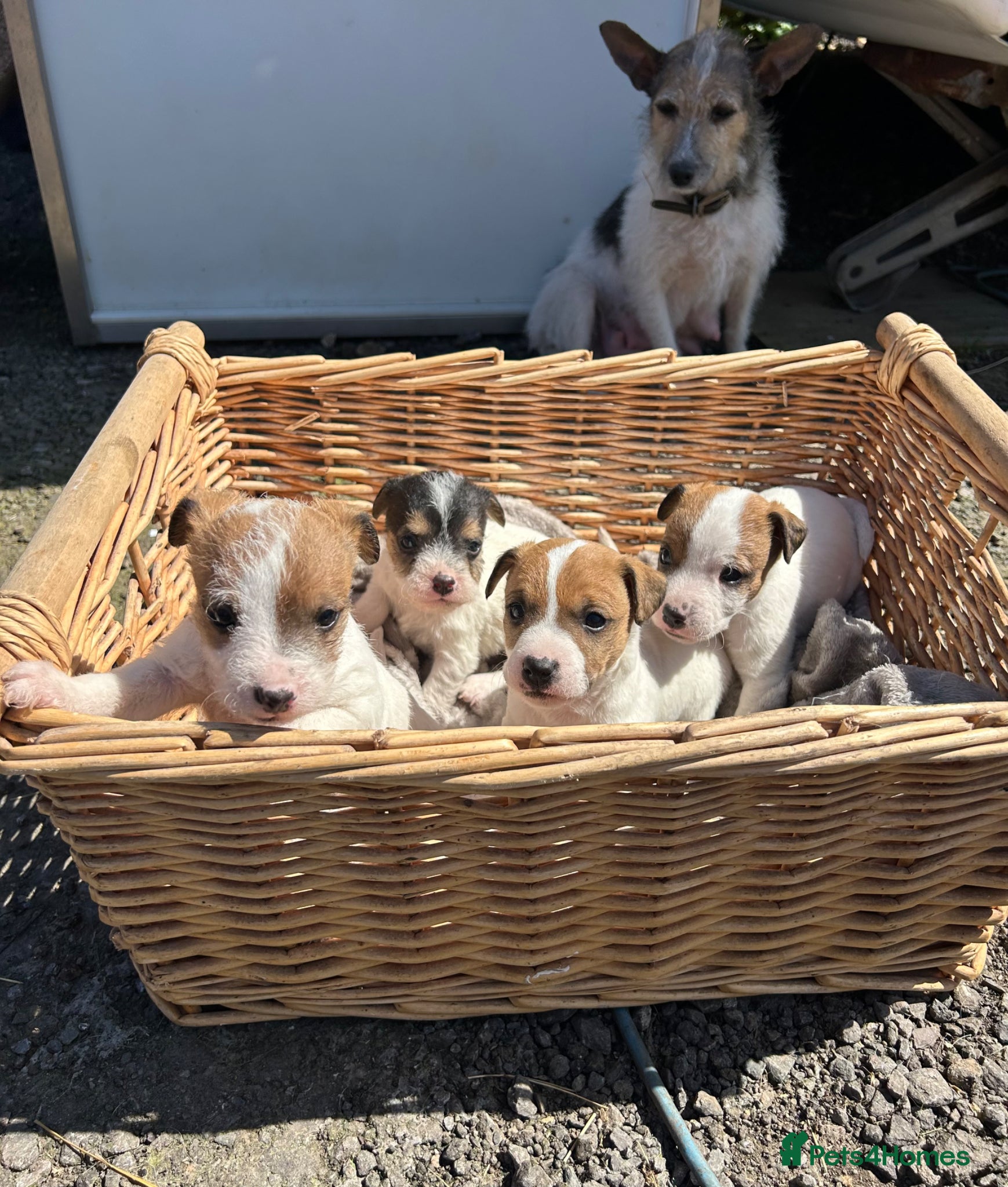 Jack Russell dogs Jack Russel puppies - Advert 5