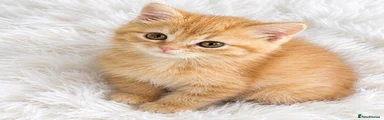 Ginger ninja