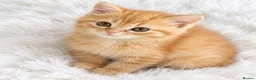 British Shorthair cats for sale: Beautiful GCCF furbabies British Shorthair. - Advert 13