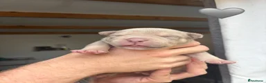 American Bully Puppy 1