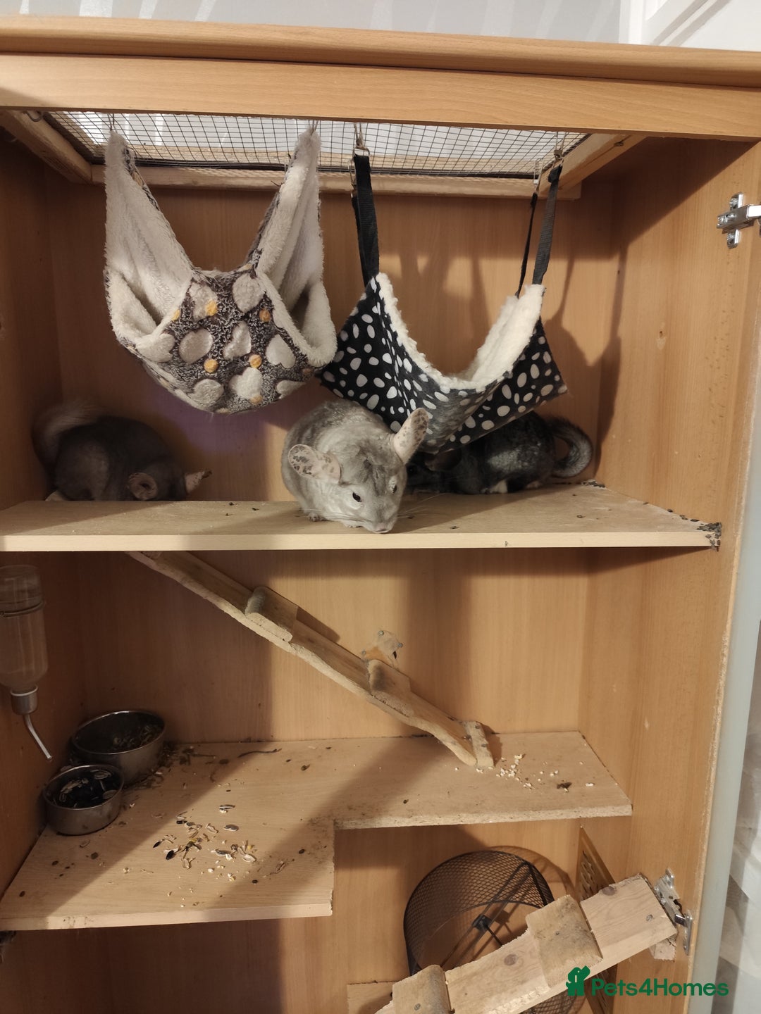 Chinchilla rodents for sale: 3chinchila - Image 9