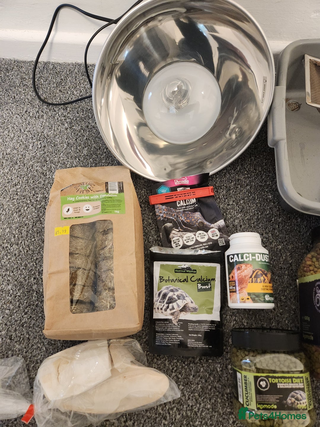 Hermann Tortoise reptiles for sale: Horsefield tort & full setup with lots of extras - Image 5