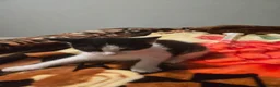 Mixed Breed cats for sale: 🐾 6 Adorable Kittens Looking for Loving Homes 🐾 - Advert 6