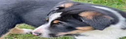 Border Collie dogs for sale: 3 x Gorgeous Collie Pups- Mum ISDS Registered!  - Advert 8