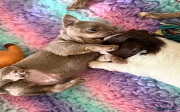 Chihuahua dogs for sale: KC reg Handsome lilac & tan boy 🍎 🐶  - Image 4
