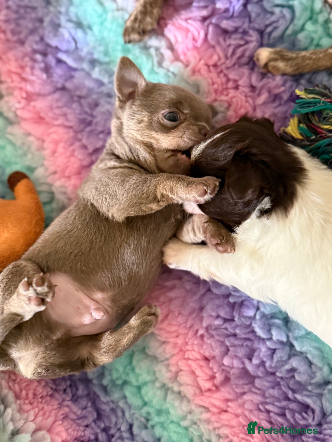 Chihuahua dogs for sale: KC reg Handsome lilac & tan boy 🍎 🐶  - Image 4