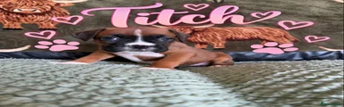 Titch