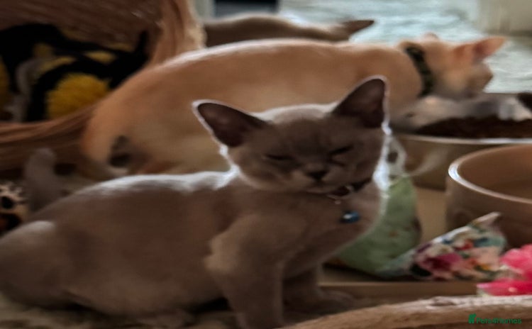 Burmese cats - Advert 4