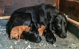 Labrador Retriever dogs for sale: 🐾 Beautiful Labrador Puppies  🐾 - Image 1