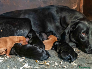 Labrador Retriever dogs - Advert 31