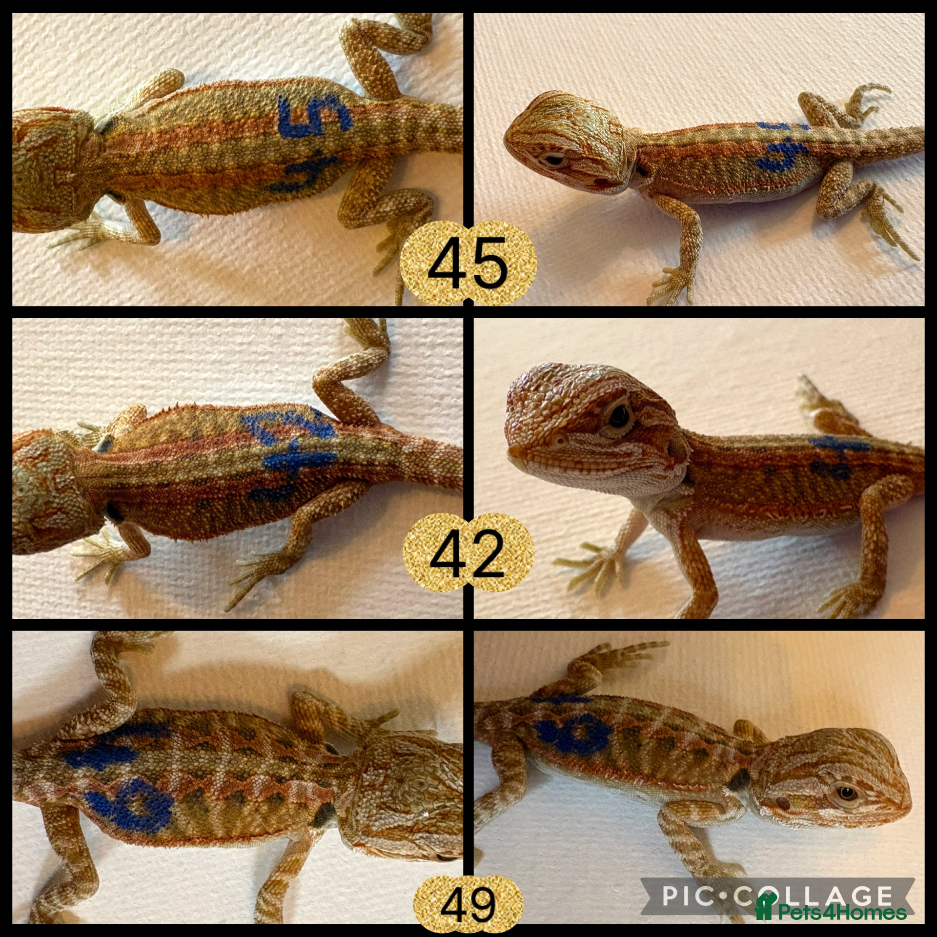 Bearded Dragon reptiles for sale: Stunning baby bearded dragons - Advert 6
