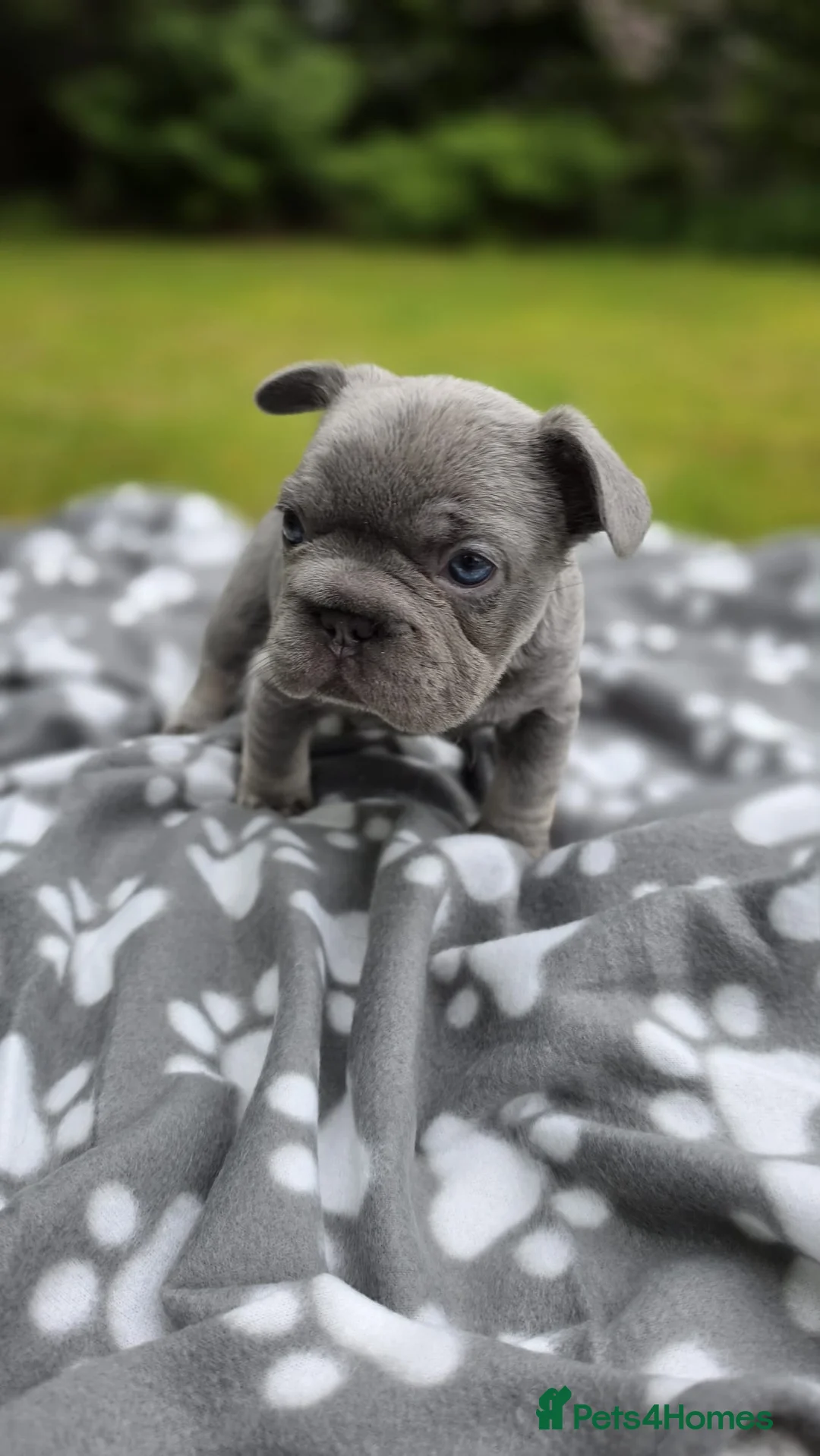 French Bulldog dogs for sale: Beautiful French Bulldog Puppies - Advert 2