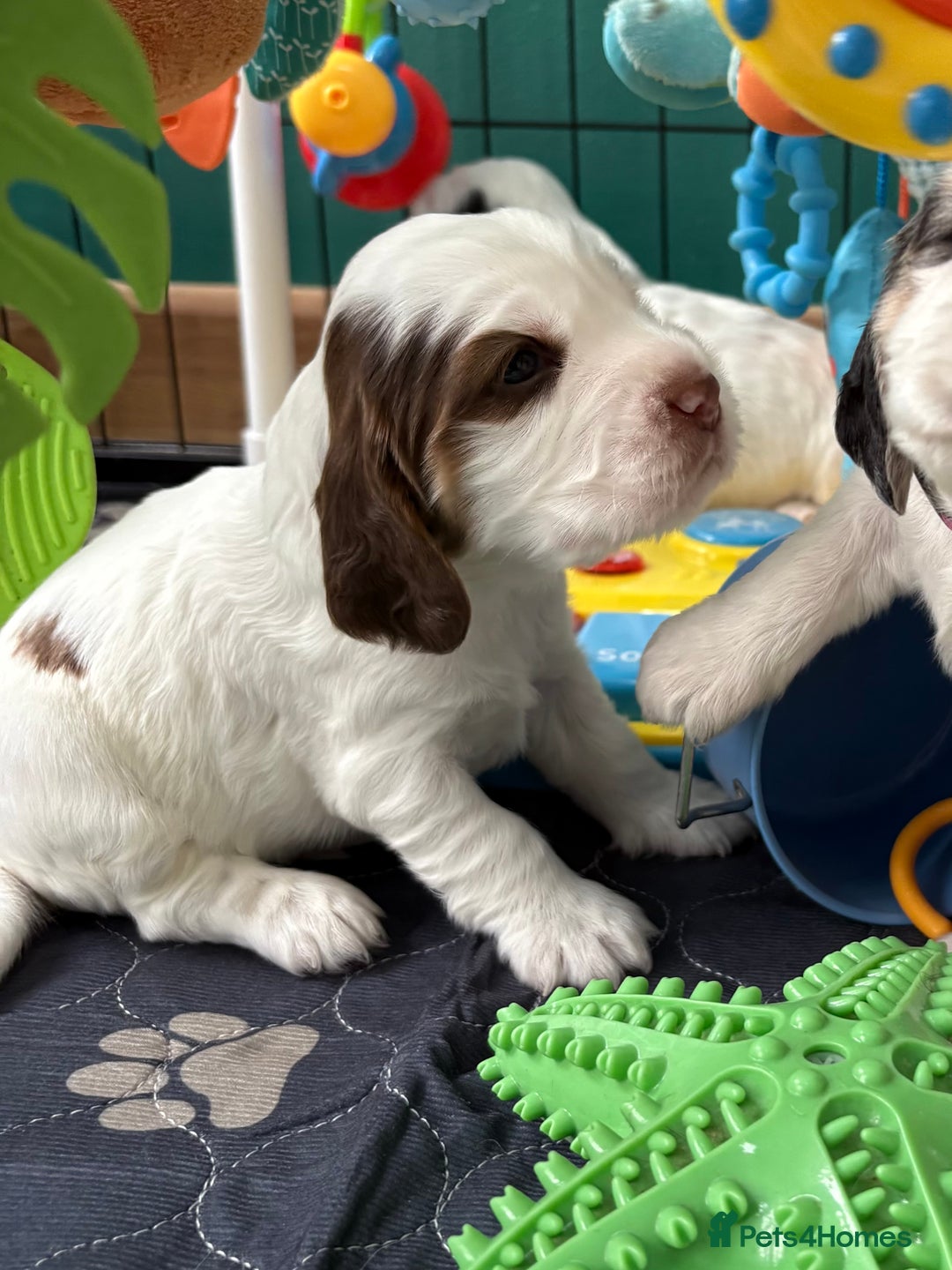 Cocker Spaniel dogs for sale: KC Reg; Home Raised; Low COI; DNA CLEAR; Show Type - Image 35