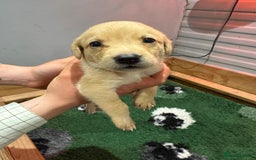 Labrador Retriever dogs for sale: Working line Labrador’s for sale  - Image 3