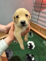 Labrador Retriever dogs - Advert 10