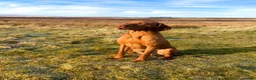 Hungarian Vizsla dogs for sale: Hungarian Vizsla Puppies  - Advert 19