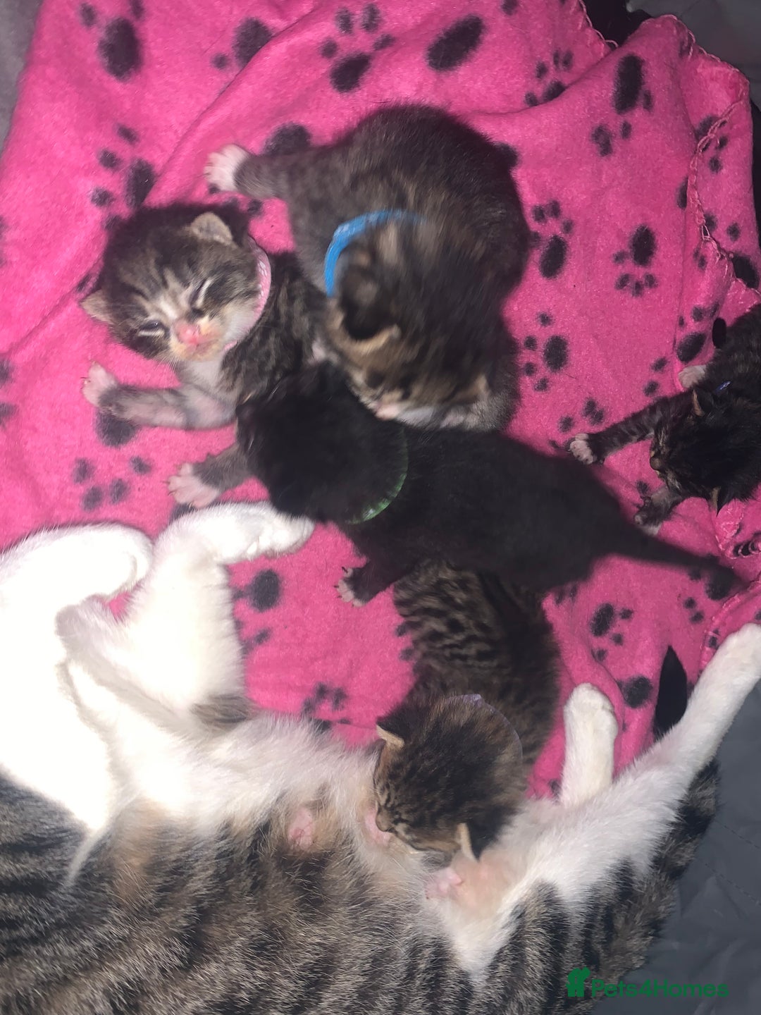 Mixed Breed cats for sale: beautiful kittens  - Image 1