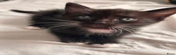 Mixed Breed cats for sale: Half rag dolls in Hull - Advert 7